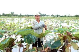 Trồng sen lấy ngó dưới ruộng lúa cho thu nhập tốt