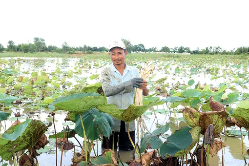 Trồng sen lấy ngó dưới ruộng lúa cho thu nhập tốt
