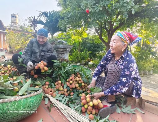 Lychee prices soar as output drops by more than 50%