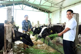 Vươn lên khá giả nhờ bò sữa