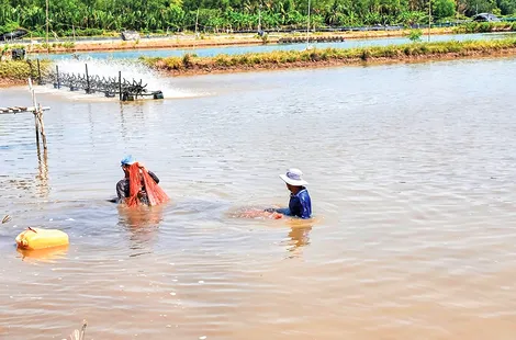 Vận dụng nhiều giải pháp nhằm giảm chi phí nuôi tôm