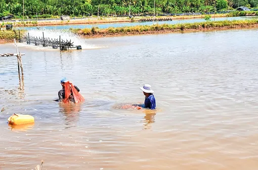 Vận dụng nhiều giải pháp nhằm giảm chi phí nuôi tôm