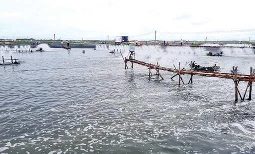 Hướng đến mục tiêu phát triển thủy sản xanh, phát thải thấp