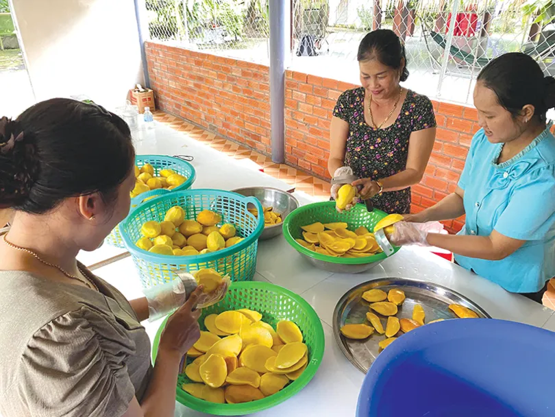 Nghiên cứu, sản xuất thành công xoài Cát Chu sấy dẻo theo công nghệ sấy lạnh