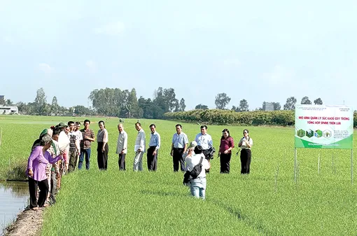 Sản xuất nông nghiệp chất lượng cao cho hiệu quả cao