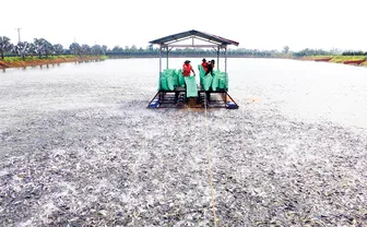 Cơ hội để ngành hàng cá tra phát triển bền vững