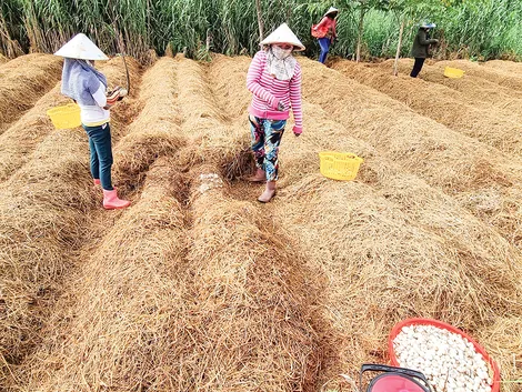Dạo quanh thị trường