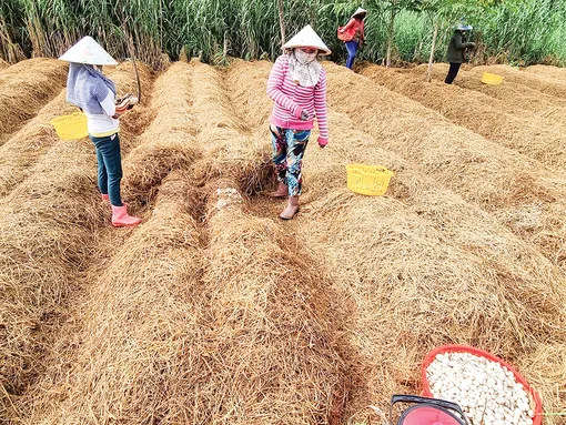 Dạo quanh thị trường