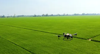 Tăng cường bảo vệ lúa hè thu trong mùa mưa, bão