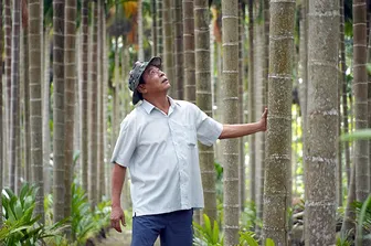 Vườn cau chuyên canh mang về tiền tỉ mỗi năm