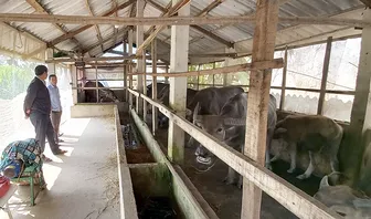Gầy dựng cơ nghiệp từ đàn trâu sinh sản