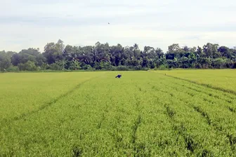 ĐBSCL: Tập trung hỗ hợ thu hoạch lúa hè thu 2026