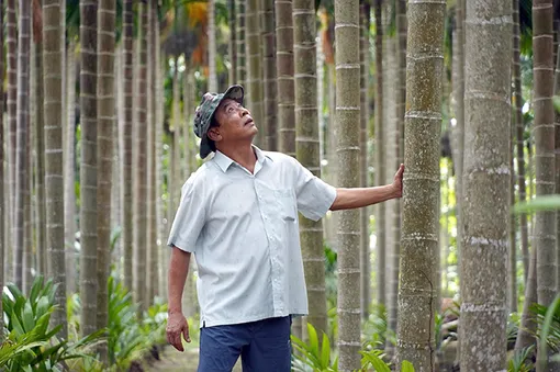 Vườn cau chuyên canh mang về tiền tỉ mỗi năm