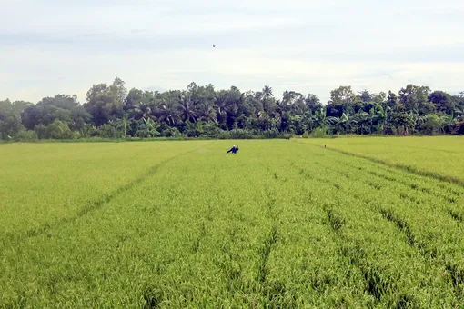 ĐBSCL: Tập trung hỗ hợ thu hoạch lúa hè thu 2026
