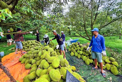 Sản lượng nhiều loại cây trồng và vật nuôi tăng so cùng kỳ