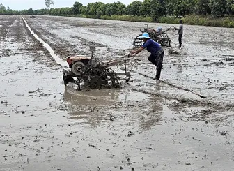 Cần Thơ có kế hoạch gieo trồng 98.246ha lúa vụ thu đông - vụ mùa 2026