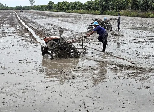 Cần Thơ có kế hoạch gieo trồng 98.246ha lúa vụ thu đông - vụ mùa 2026