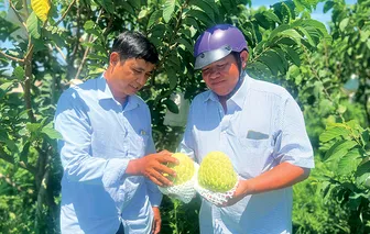 Hợp tác xã nông nghiệp - động lực kiến tạo nông thôn mới hiện đại