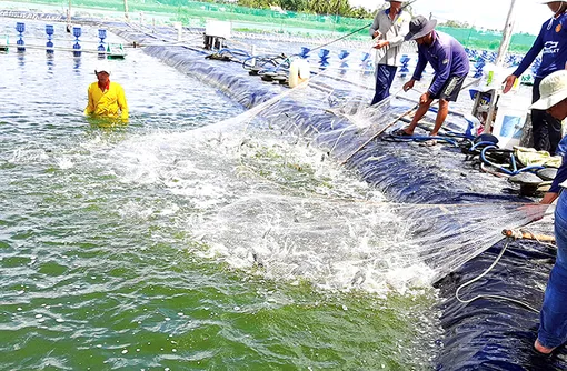 Tăng cường công tác hỗ trợ, quản lý, nâng cao hiệu quả khai thác, nuôi trồng thủy sản