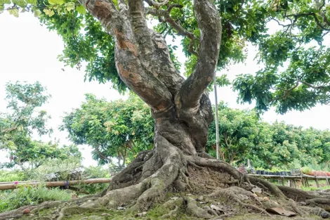 Say mê nhãn long cổ thụ ở Cồn Sơn