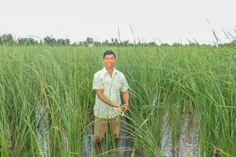Trồng bồn bồn cho thu nhập ổn định