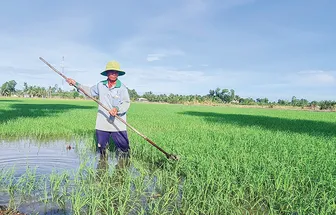 Diện tích gieo trồng lúa đạt 92% kế hoạch