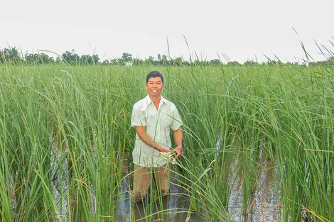 Trồng bồn bồn cho thu nhập ổn định