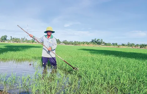 Diện tích gieo trồng lúa đạt 92% kế hoạch
