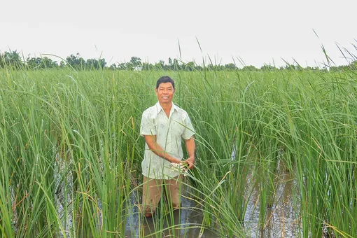 Trồng bồn bồn cho thu nhập ổn định