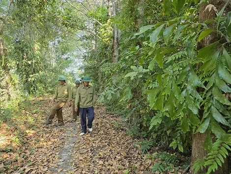 Tăng cường quản lý, bảo vệ và phát triển rừng