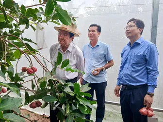 Phát triển vùng trồng tập trung, nâng cao giá trị sản xuất nông nghiệp Phát triển vùng trồng tập trung, nâng cao giá trị sản xuất nông nghiệp