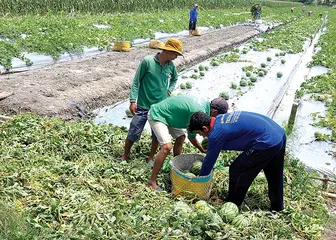Tích cực hỗ trợ nông dân chuyển đổi cơ cấu cây trồng