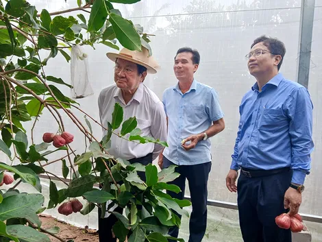 Phát triển vùng trồng tập trung, nâng cao giá trị sản xuất nông nghiệp