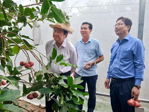 Phát triển vùng trồng tập trung, nâng cao giá trị sản xuất nông nghiệp