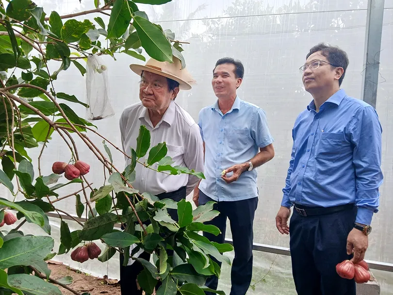 Phát triển vùng trồng tập trung, nâng cao giá trị sản xuất nông nghiệp