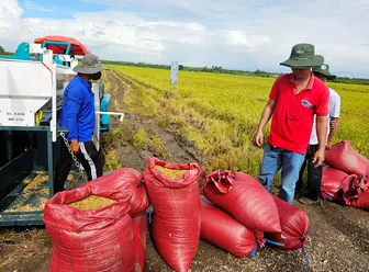 Tập trung sản xuất các loại lúa thơm, đặc sản, lúa chất lượng cao