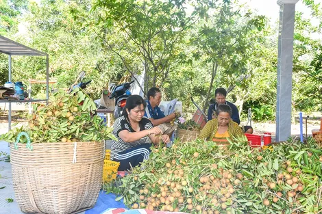 Nỗi buồn mùa nhãn xuồng vùng Vĩnh Phước