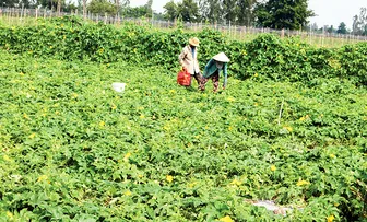 Diện tích trồng rau màu và cây công nghiệp ngắn ngày tăng