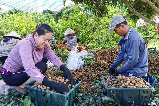 Hỗ trợ truy xuất nguồn gốc để nông sản tự tin gia nhập thị trường thế giới