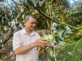 Tiên phong đưa vú sữa tím xuất ngoại