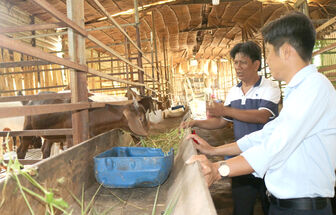 ចិញ្ចឹម​ពពែ​ពូជ​ផ្តល់​ចំ​ណូល​ស្ថិរ​ភាព​