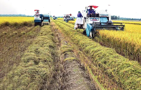 Định vị lại giá trị hạt gạo từ những cánh đồng “xanh”