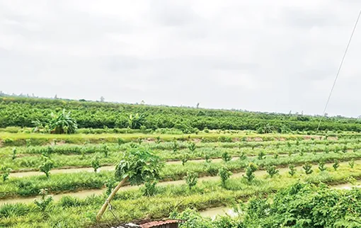 Phát huy hiệu quả mô hình chuyển đổi sản xuất trên đất lúa kém hiệu quả