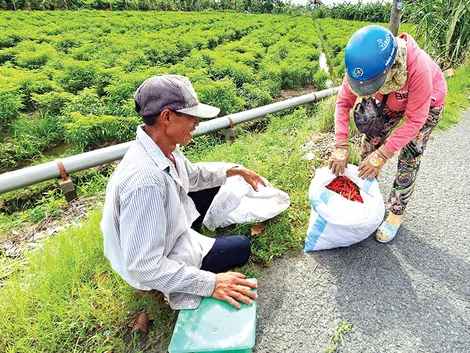 Dạo quanh thị trường ngày 28-7