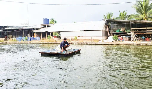 Cần Thơ thực hiện nhiều giải pháp phát triển nuôi trồng thủy sản