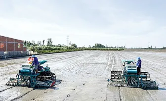 Tăng cường liên kết, phát triển mô hình sản xuất lúa phát thải thấp