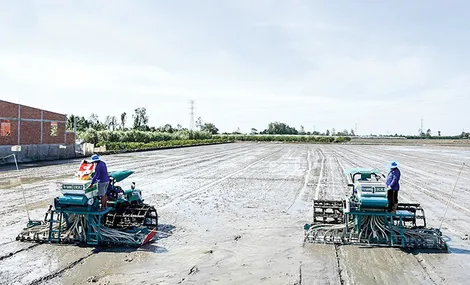 Tăng cường liên kết, phát triển mô hình sản xuất lúa phát thải thấp