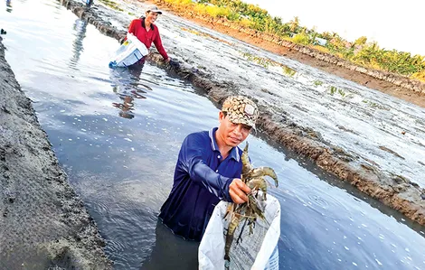Mở hướng phát triển mô hình tôm - lúa