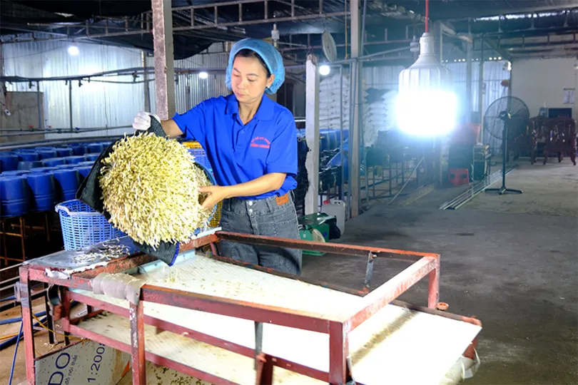 OCOP Cần Thơ: Sàng lọc, nâng cao chất lượng để phát triển bền vững