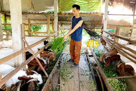 Mô hình chăn nuôi tổng hợp mang lại hiệu quả kinh tế